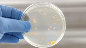 Testing; Lab; Petri Dish