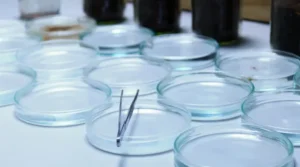 Petri Dish; Lab Testing