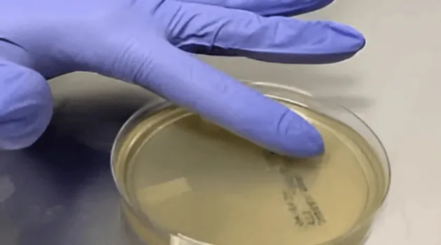 Confused About Media for Gloved Fingertip Testing? Here’s What to Look For