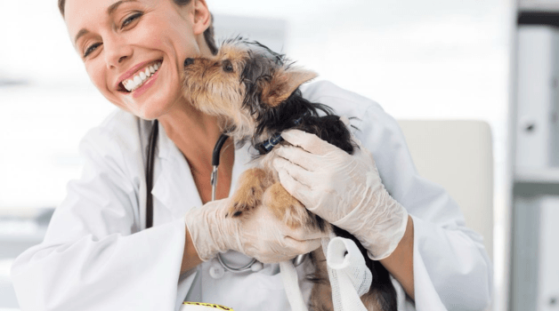 Veterinary Medications Are Only as Effective as the Temperature Conditions They’re Exposed to Throughout Transit.
