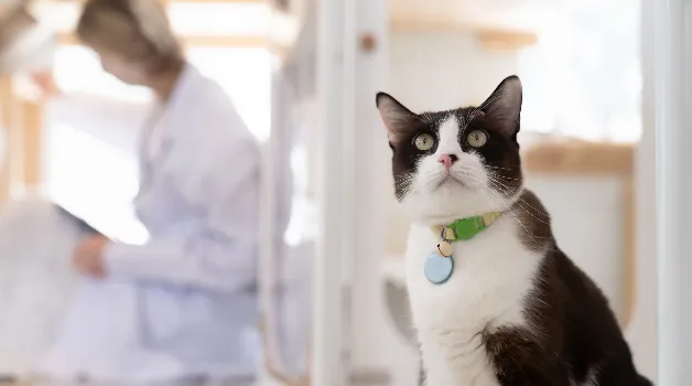 Veterinary Opioid Diversion Is a Supply-Chain Problem, Not Just a Prescriber Problem